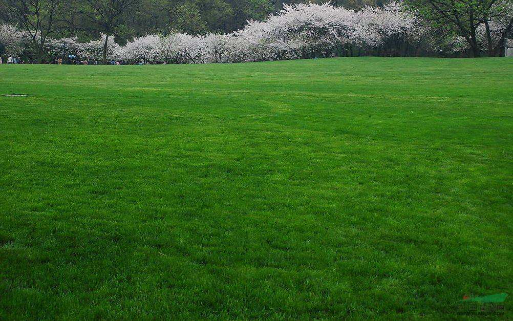 园林播种技术--草坪草播种技术-草坪建植技术指南